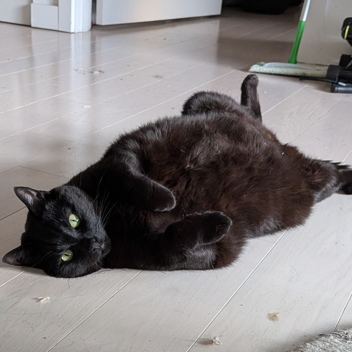 Your Cat's New Favorite Auntie