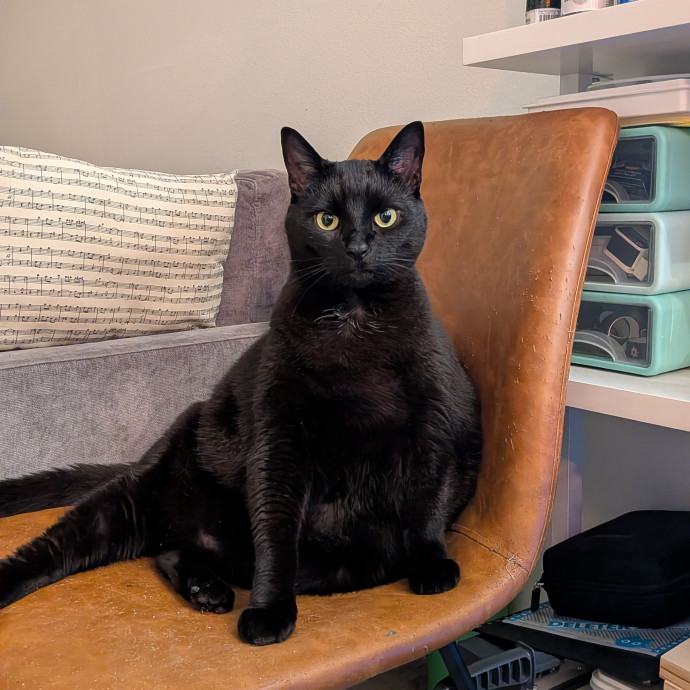 Your Cat's New Favorite Auntie