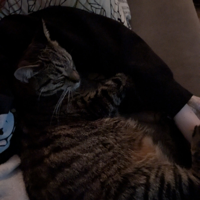Your Cat's New Favorite Auntie