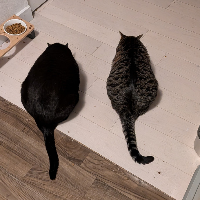Your Cat's New Favorite Auntie photo 3
