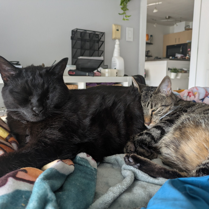 Your Cat's New Favorite Auntie photo 2