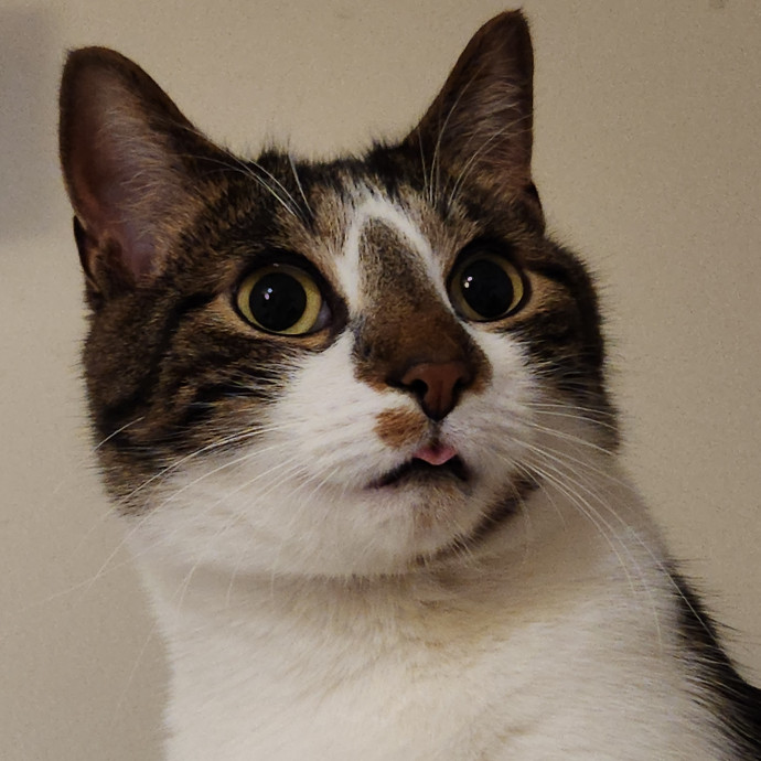 Alyssa's Cat Sitting