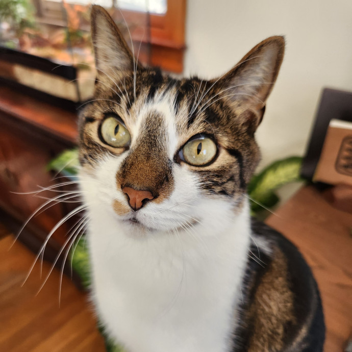 Alyssa's Cat Sitting
