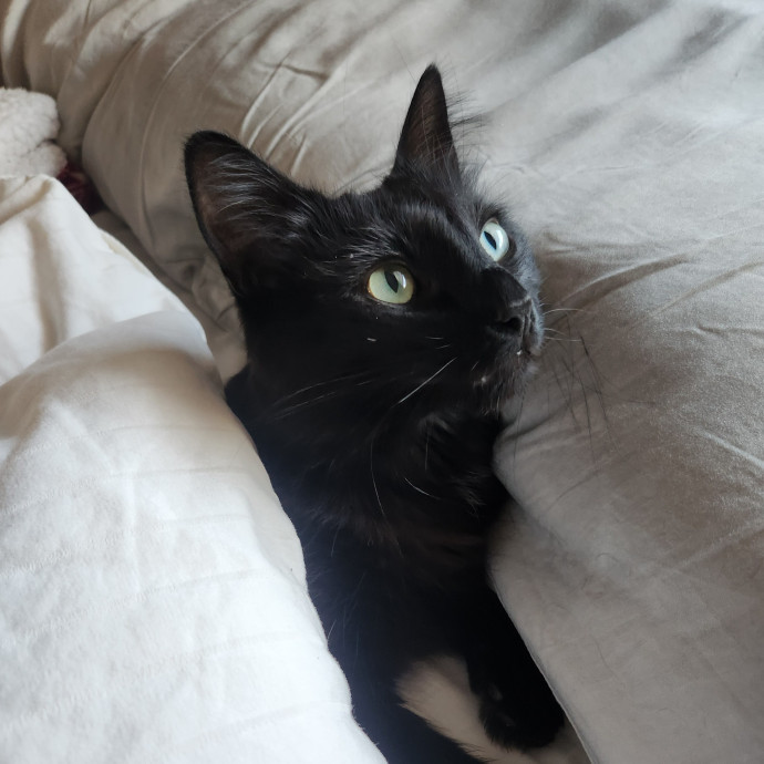 Alyssa's Cat Sitting