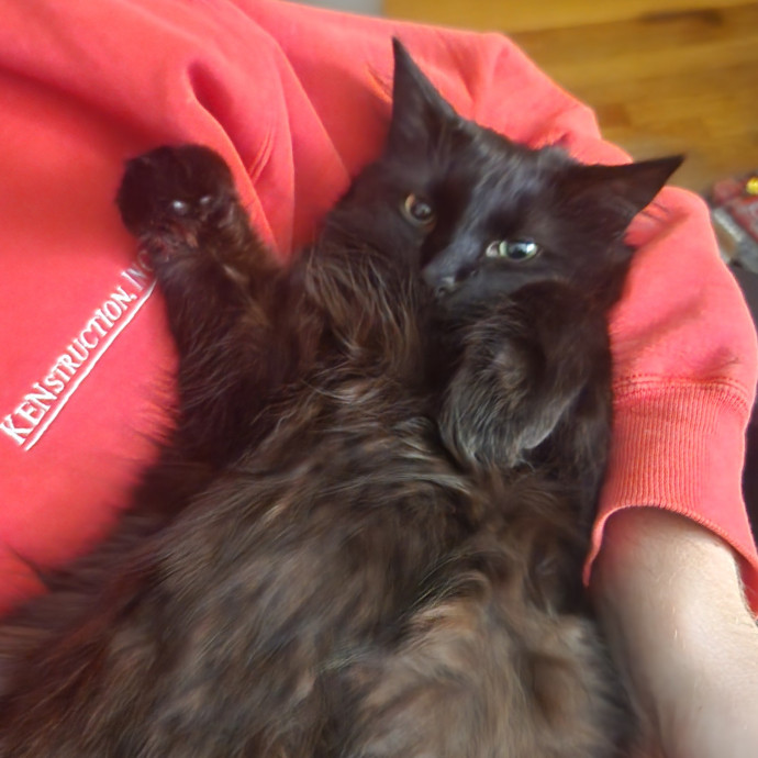 Alyssa's Cat Sitting