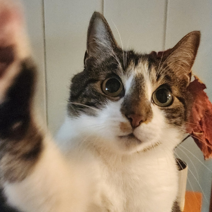 Alyssa's Cat Sitting