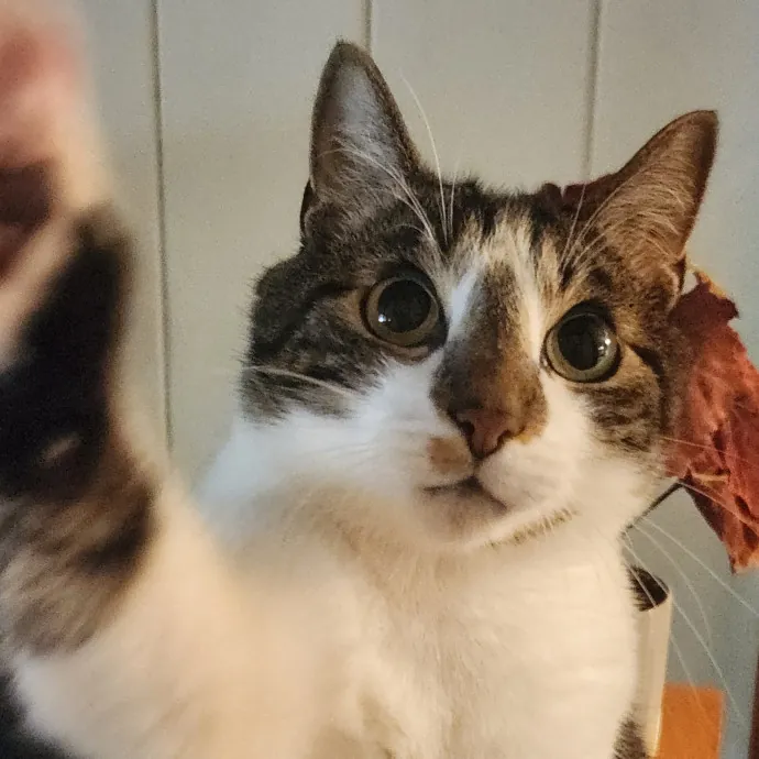 Alyssa's Cat Sitting