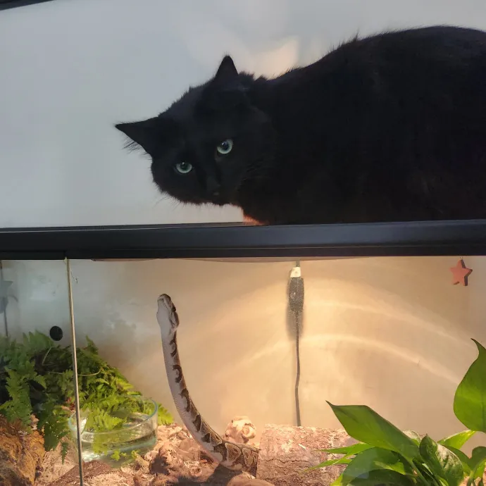 Alyssa's Cat Sitting