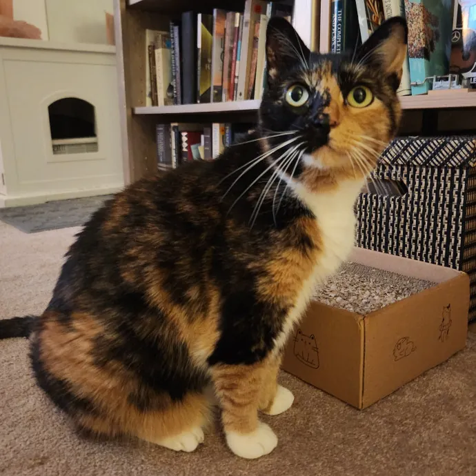 Alyssa's Cat Sitting