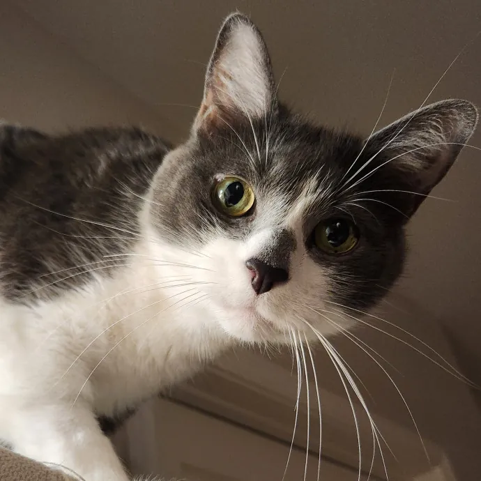 Alyssa's Cat Sitting