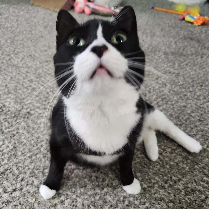 Alyssa's Cat Sitting