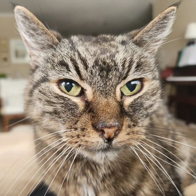 Alyssa's Cat Sitting