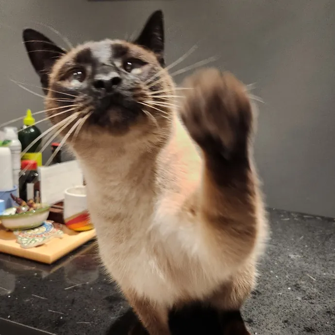 Alyssa's Cat Sitting