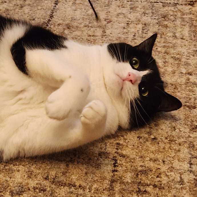 Alyssa's Cat Sitting