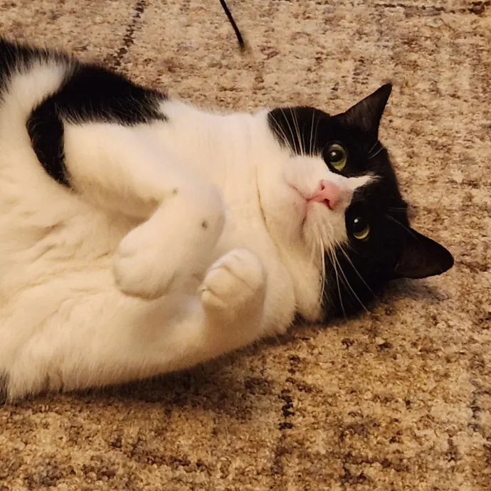 Alyssa's Cat Sitting