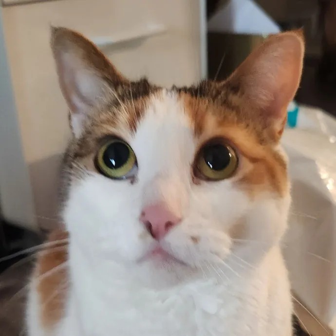 Alyssa's Cat Sitting