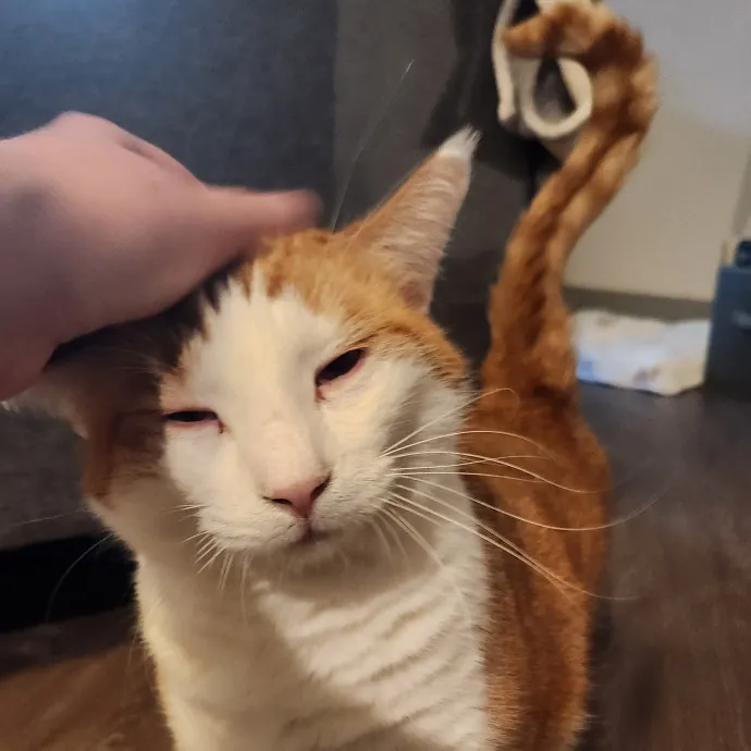 Alyssa's Cat Sitting