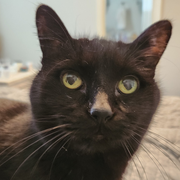 Alyssa's Cat Sitting