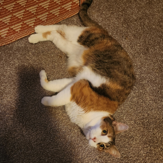 Alyssa's Cat Sitting