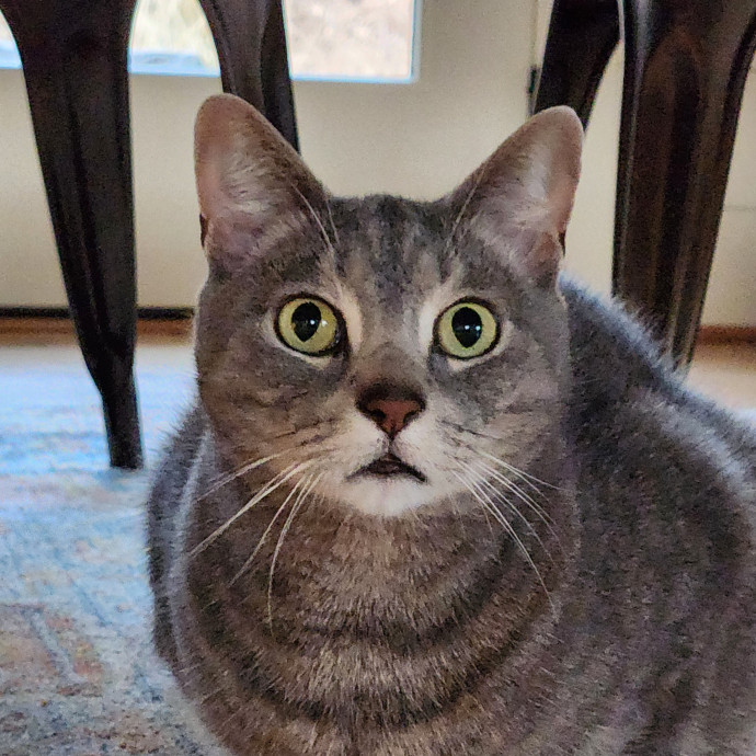 Alyssa's Cat Sitting photo 3