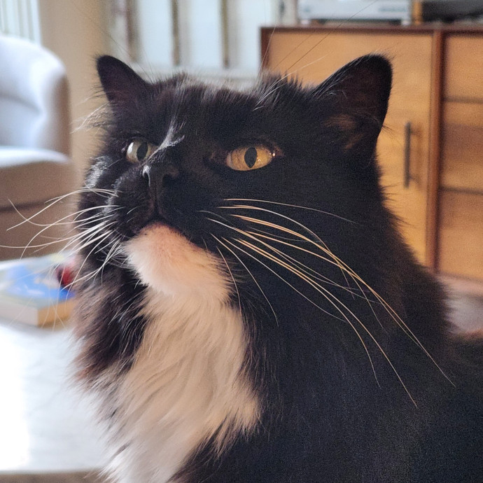 Alyssa's Cat Sitting photo 2