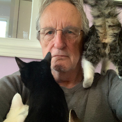For The Love Of Cat Sitting