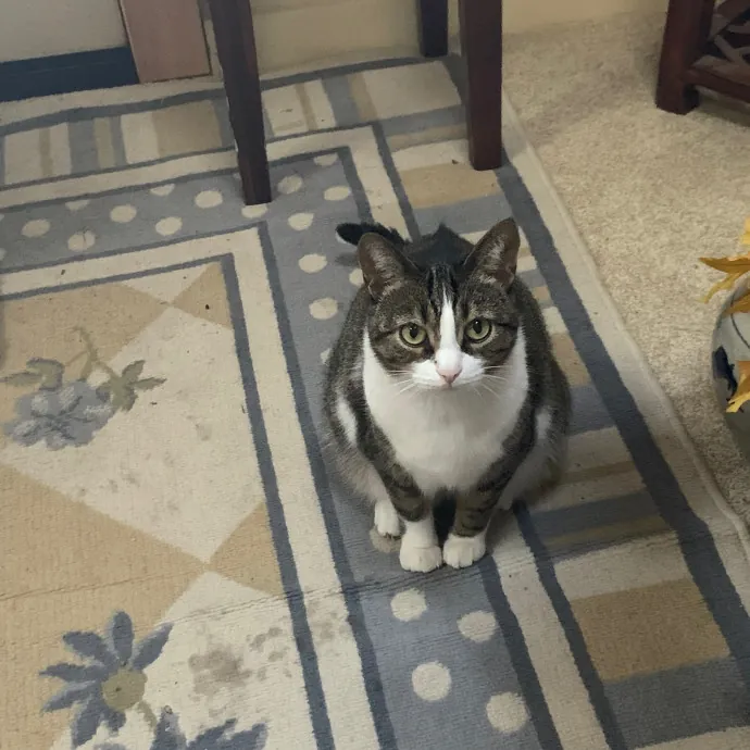 For The Love Of Cat Sitting photo 3