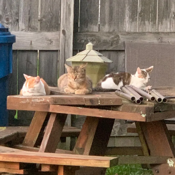 For The Love Of Cat Sitting photo 2