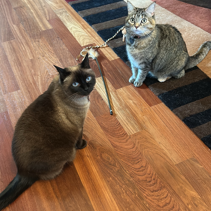 For The Love Of Cat Sitting photo 2