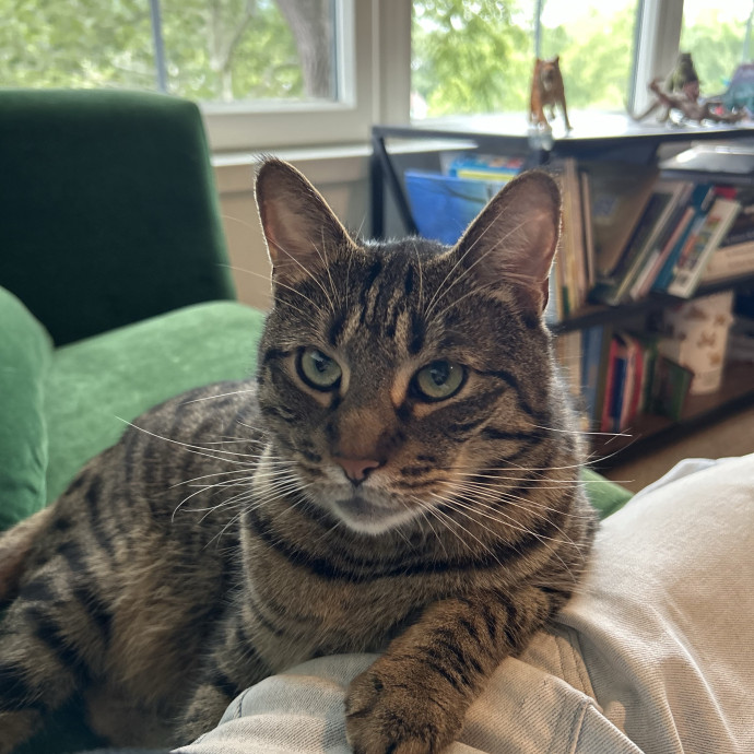 Cat Friend Forever photo 2