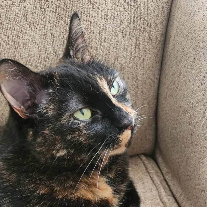 Reliable Caring Cat Sitter