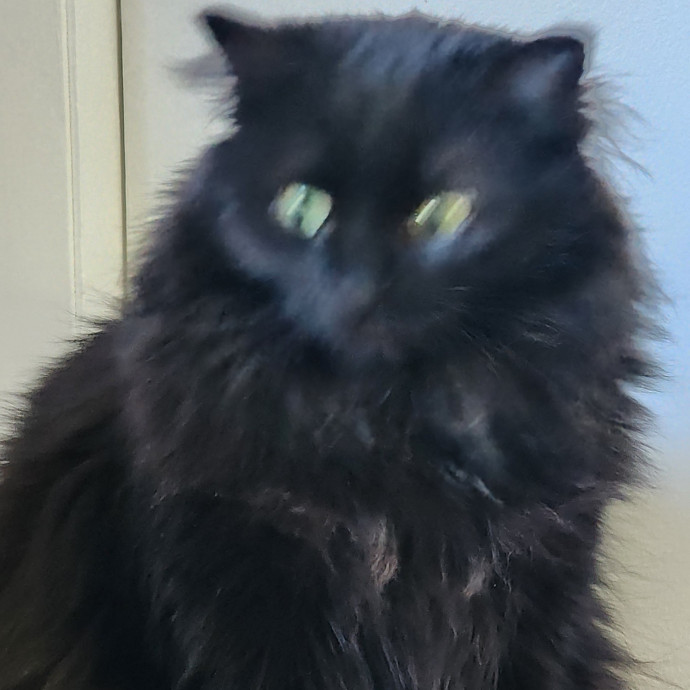 Reliable Caring Cat Sitter