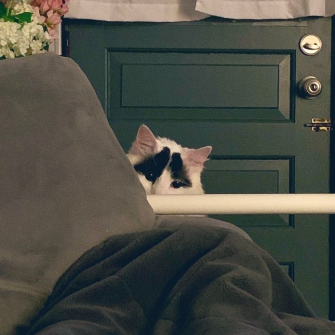 Reliable Caring Cat Sitter