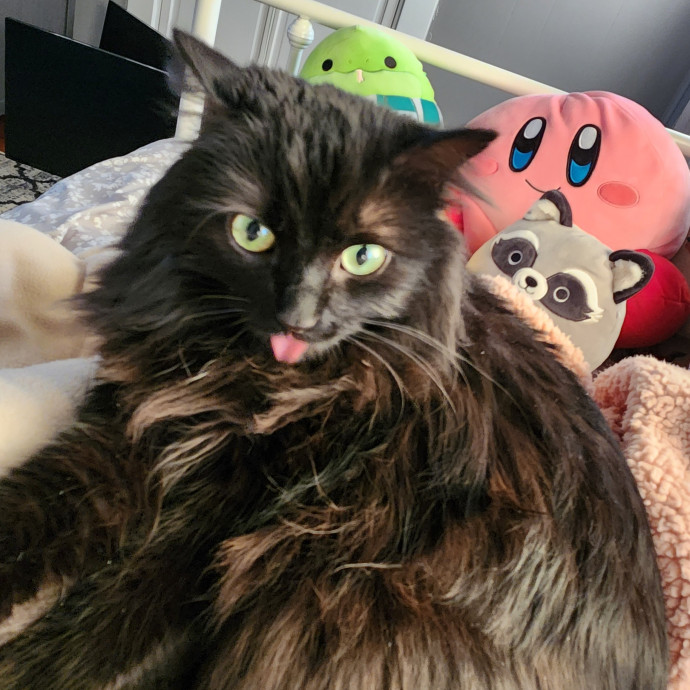 Reliable Caring Cat Sitter