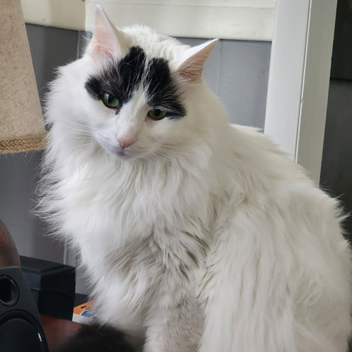 Reliable Caring Cat Sitter