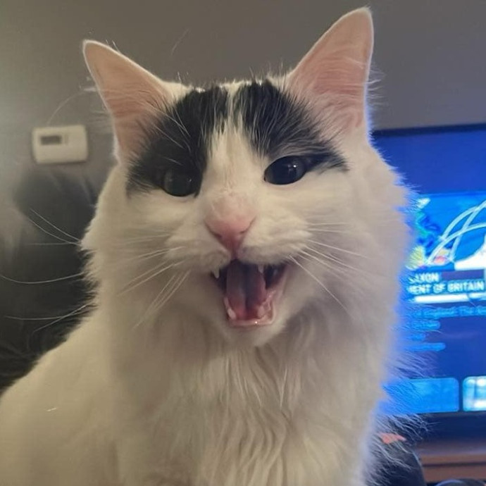 Reliable Caring Cat Sitter