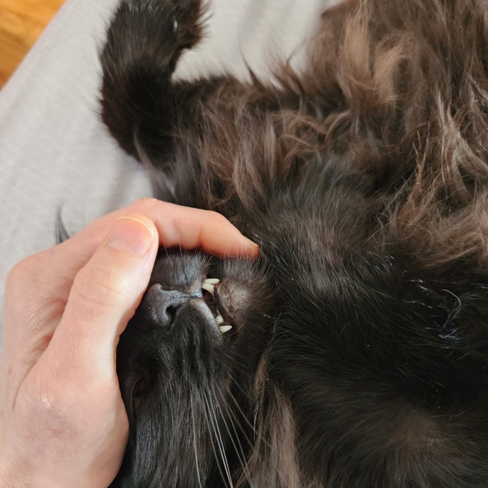 Reliable Caring Cat Sitter
