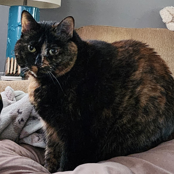 Reliable Caring Cat Sitter