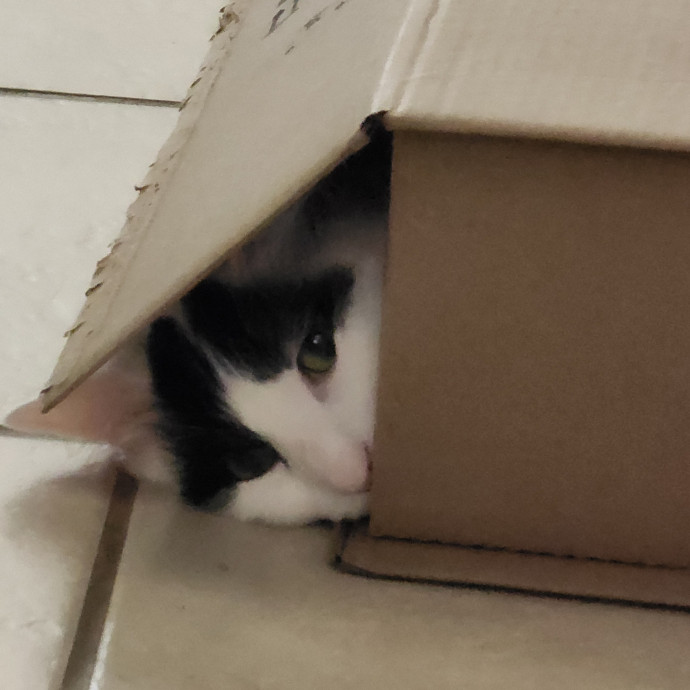 Reliable Caring Cat Sitter