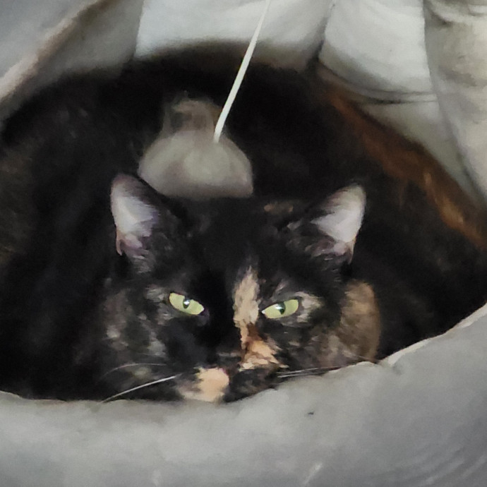 Reliable Caring Cat Sitter