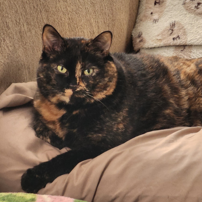 Reliable Caring Cat Sitter photo 3