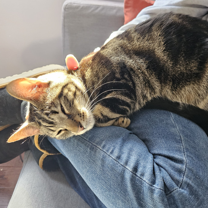 Nena's Exceptional Cat Care