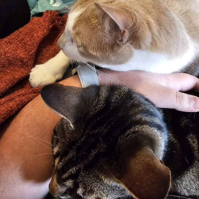 Nena's Exceptional Cat Care