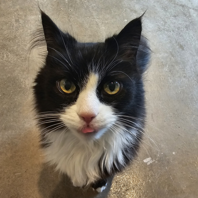 Nena's Exceptional Cat Care photo 3