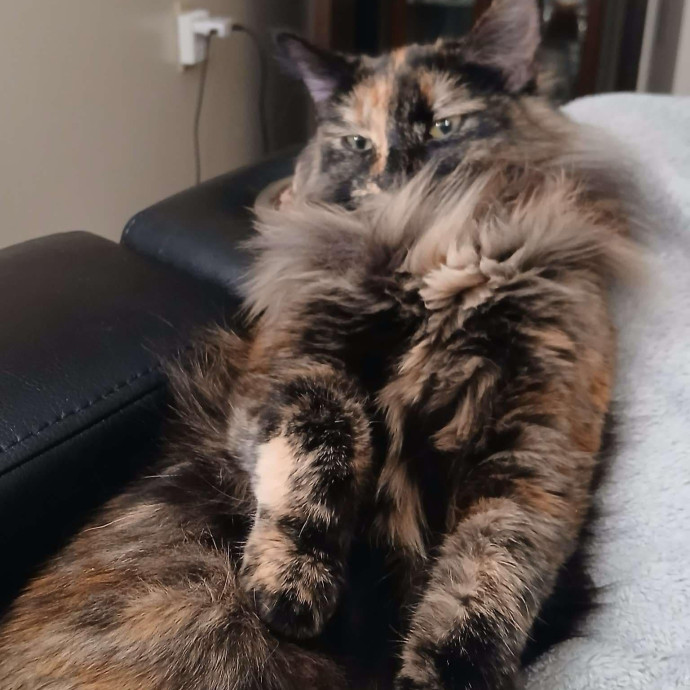 Nena's Exceptional Cat Care photo 2