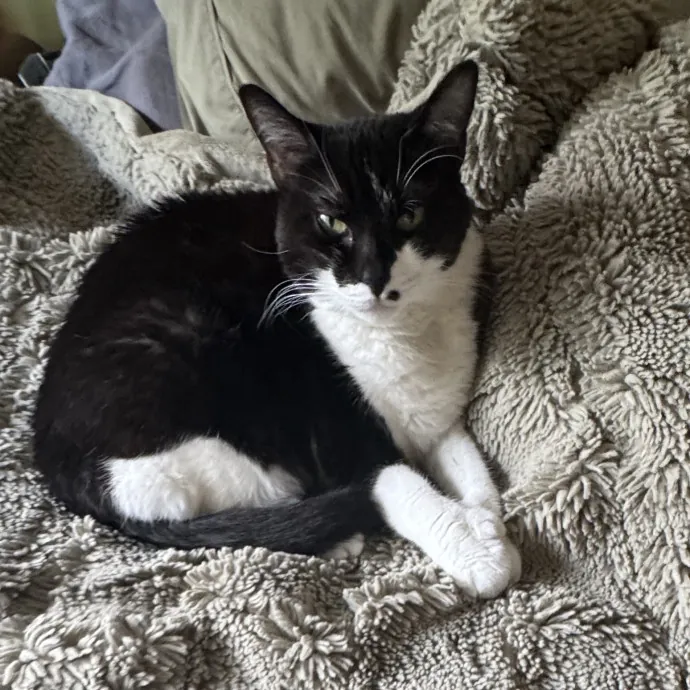 Calm Reliable Care For Your Cat photo 2