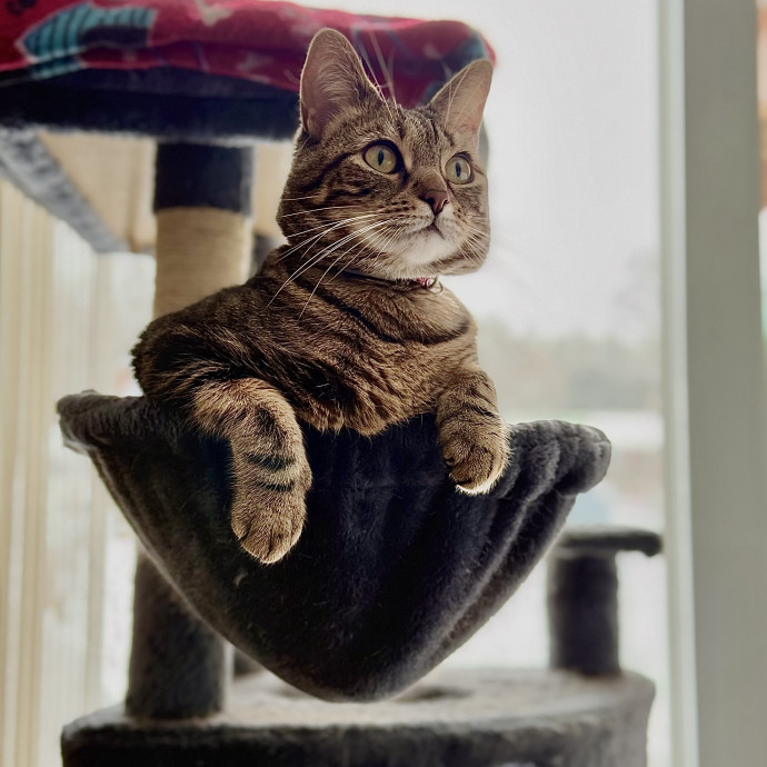 Hi Furry Friends