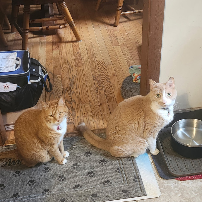 Hi Furry Friends