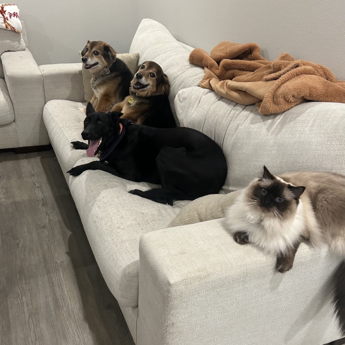 Hi Furry Friends