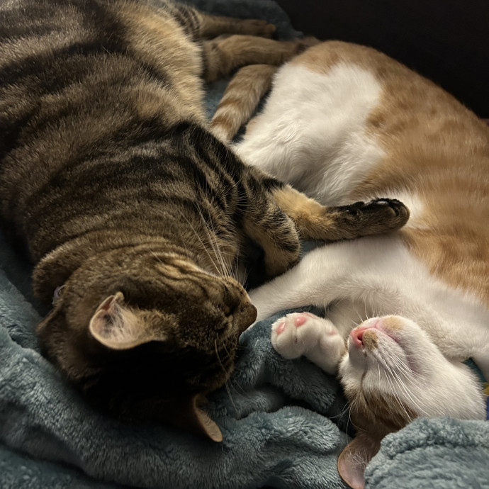Hi Furry Friends photo 3